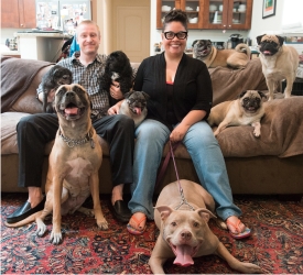 one more dog rescue ct one more dog rescue ct